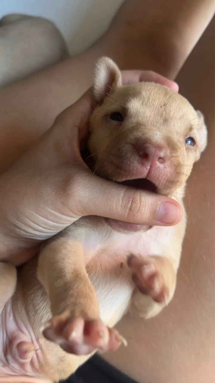 Vendo Pitbull puro  - Foto 4