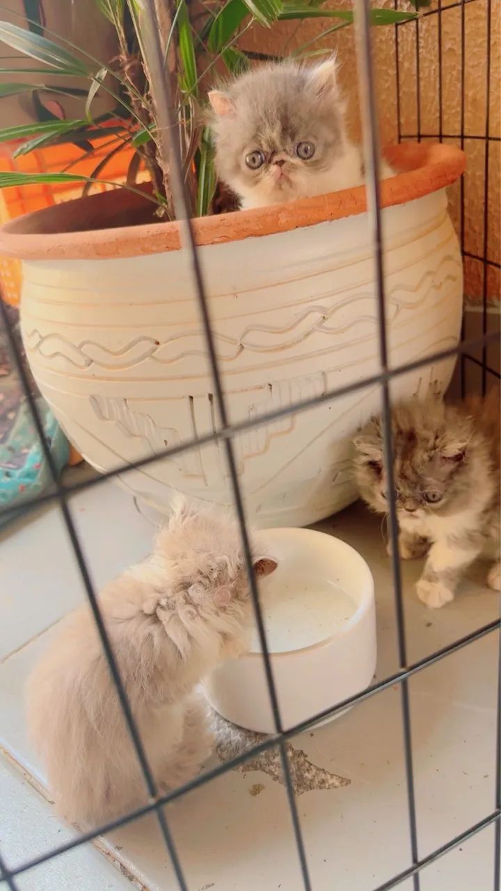 Filhotes de Gato Persa - Padrão Show Disponíveis! - Foto 2