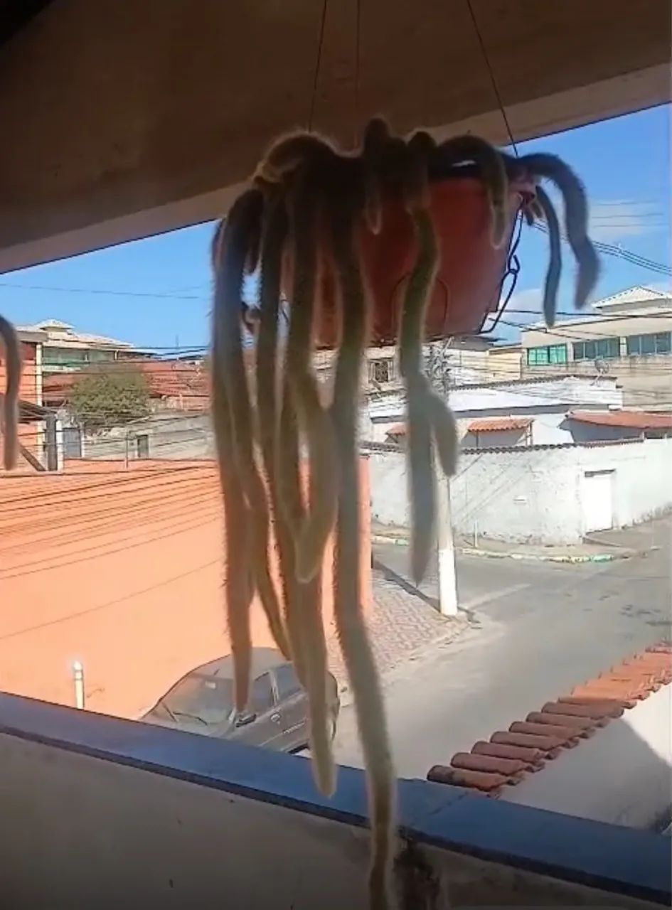 Planta rabo de macaco  - Foto 4