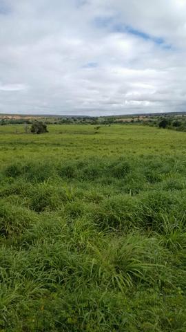 Fazenda em Ribeira do Pombal - Foto 11