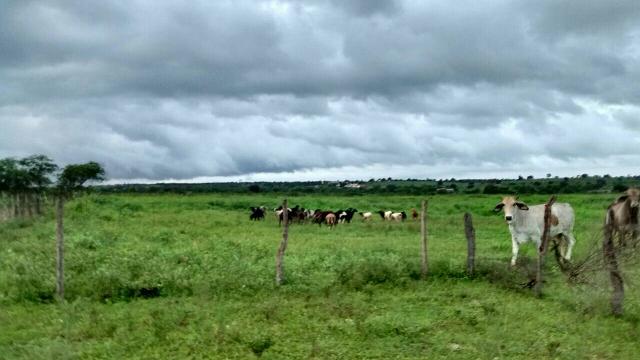 Fazenda em Ribeira do Pombal - Foto 5