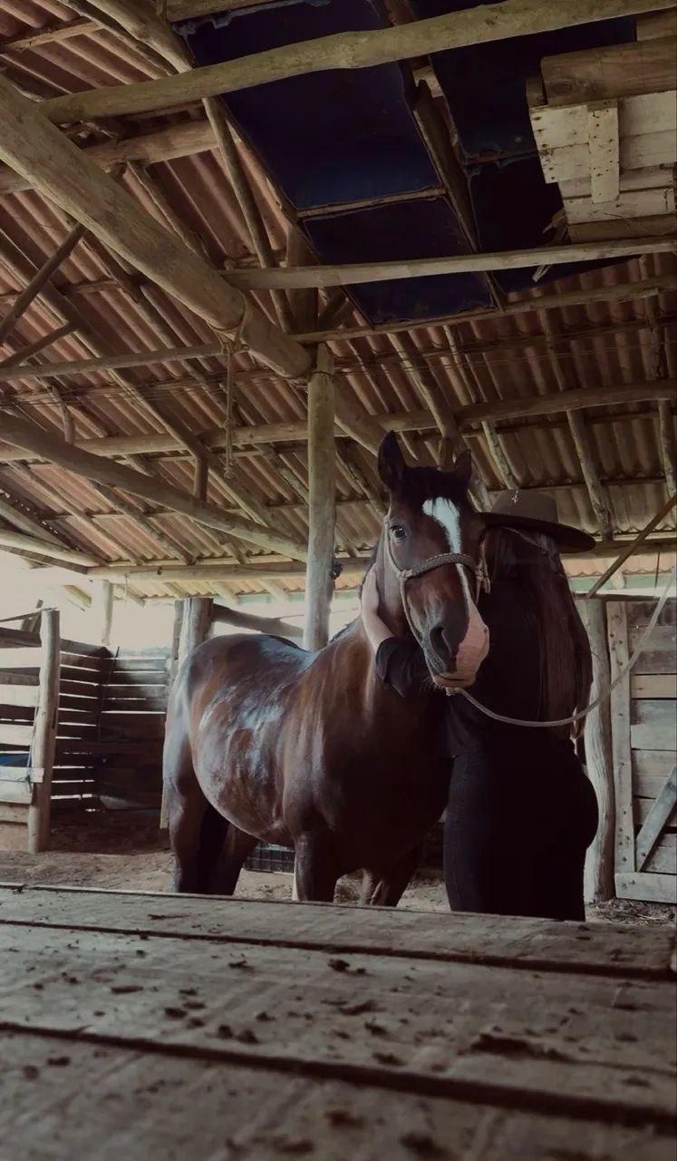 Cavalo Crioulo a venda! - Foto 3
