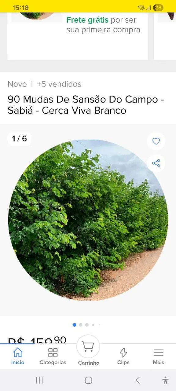 CERCA VIVA SEMENTE DE SANSÃO DO CAMPO CERCA VIVAKG - Foto 2