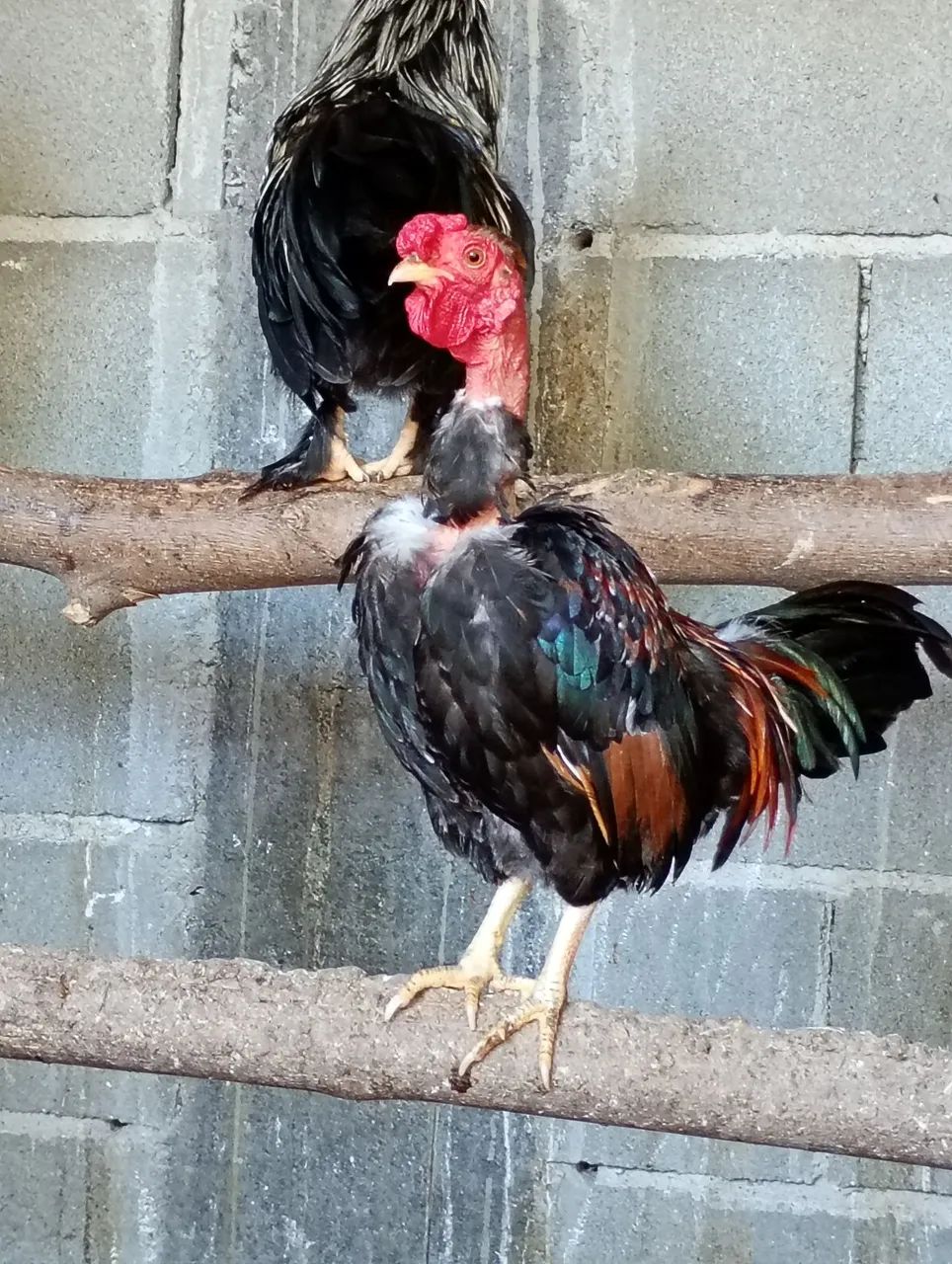 Garnizé casal - Foto 2