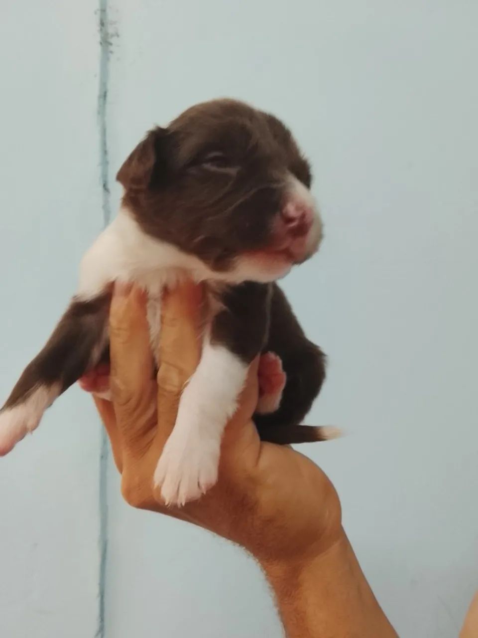 Border collie - Foto 2