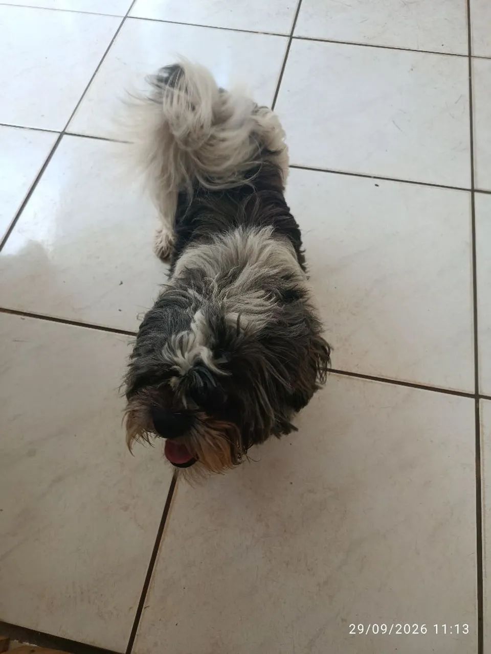 Shitzu  - Foto 3