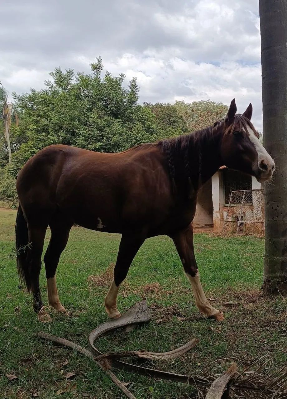 Égua Quarto de Milha - Cavalo cadastrado na ABQM - Hermyone - Foto 2