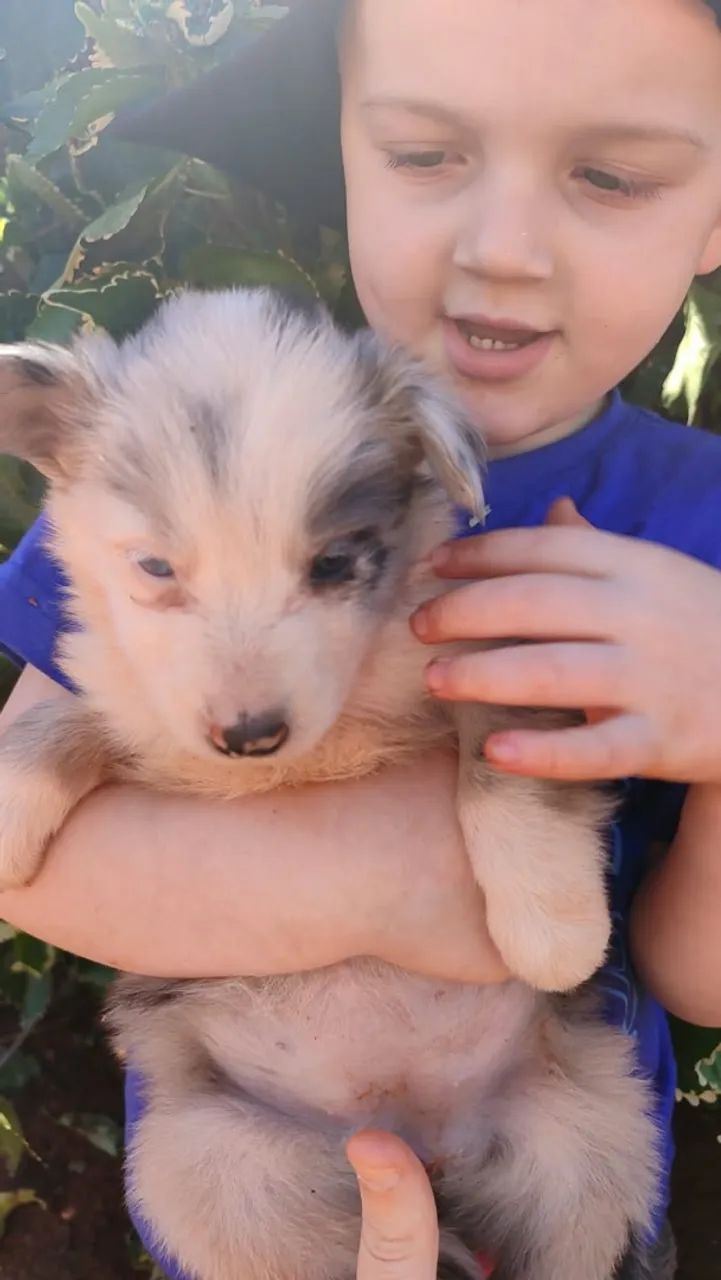 Border collie - Foto 4