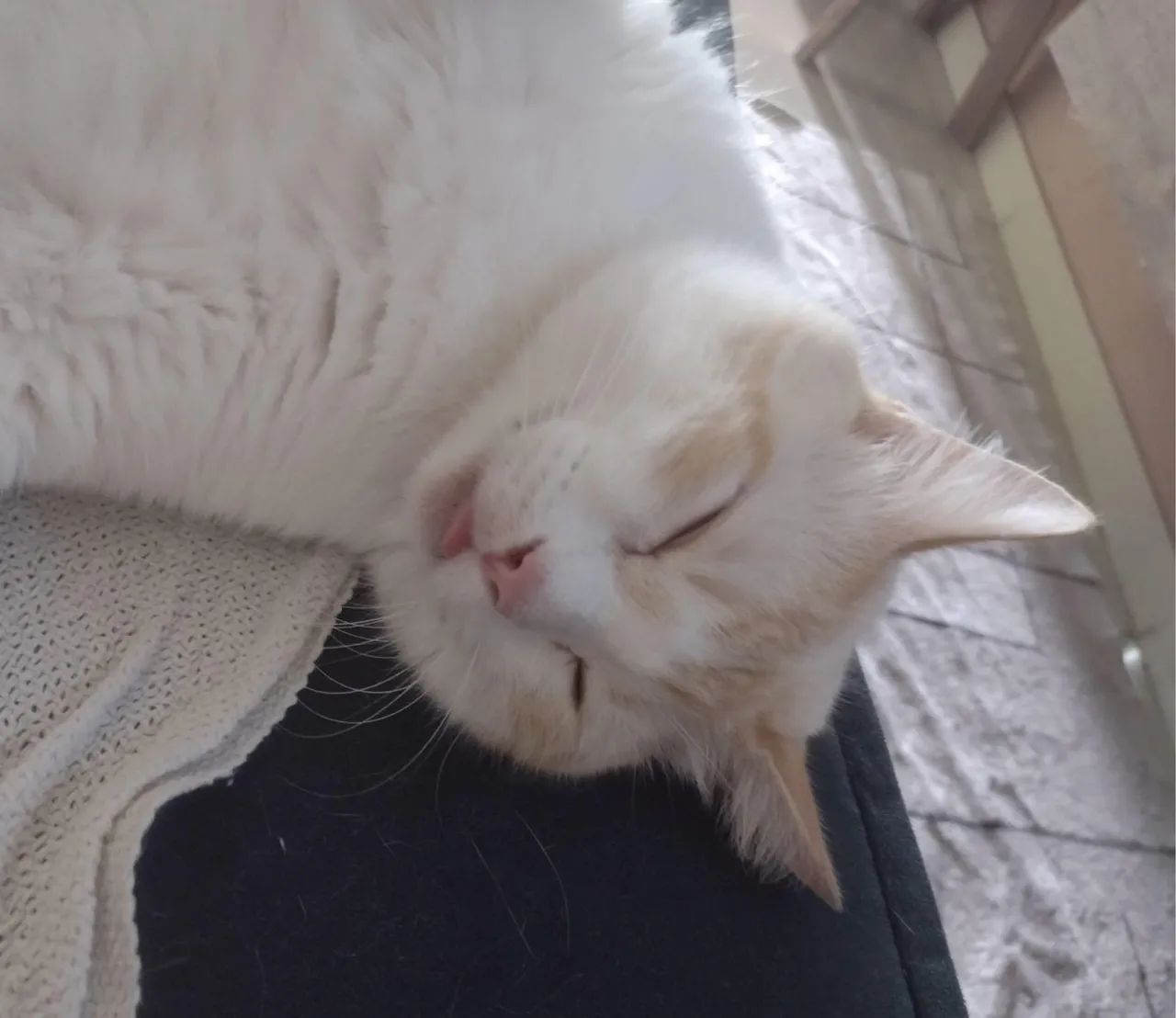 Gatinho castrado  - Foto 5