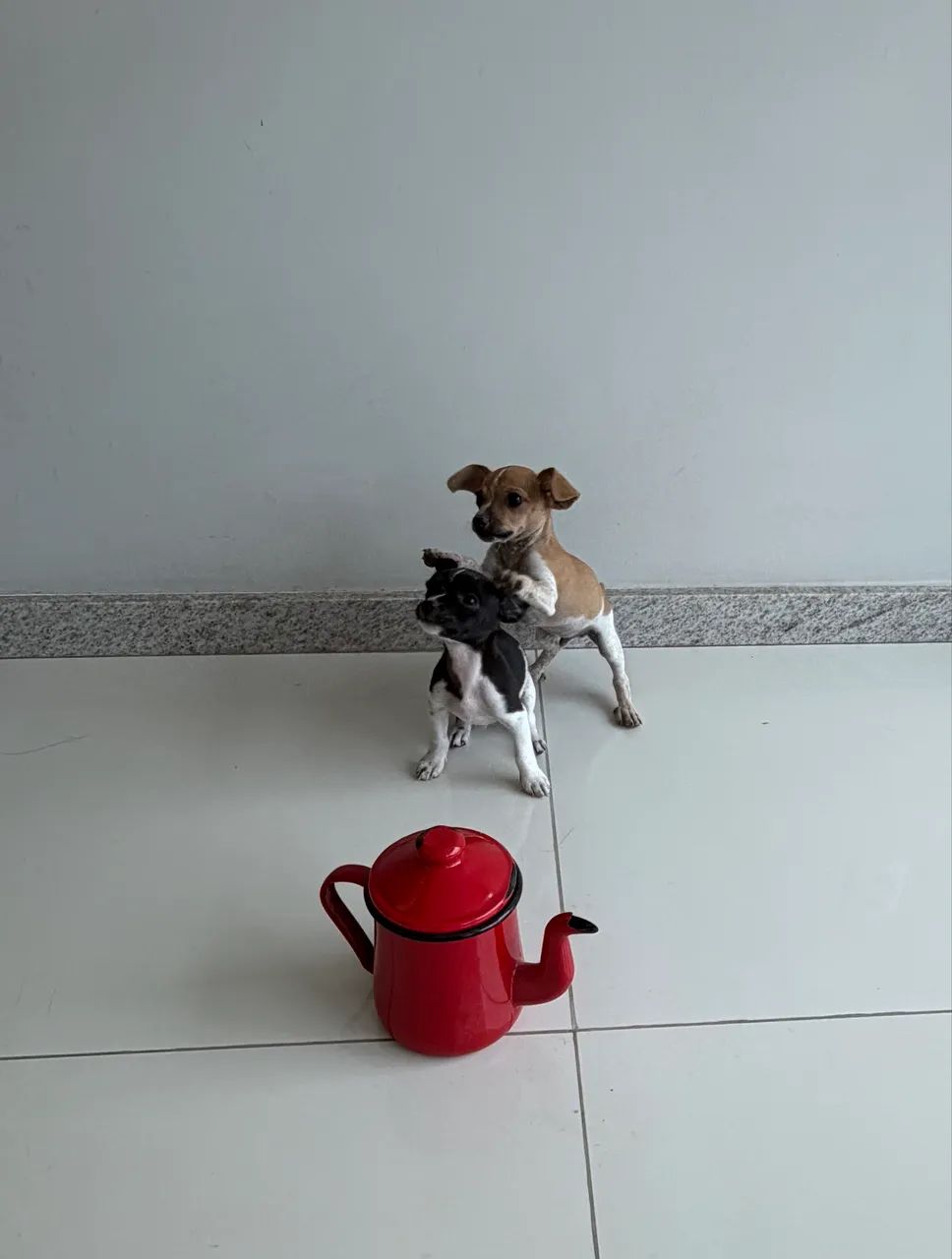 Vendo pinscher zero com 1  - Foto 2