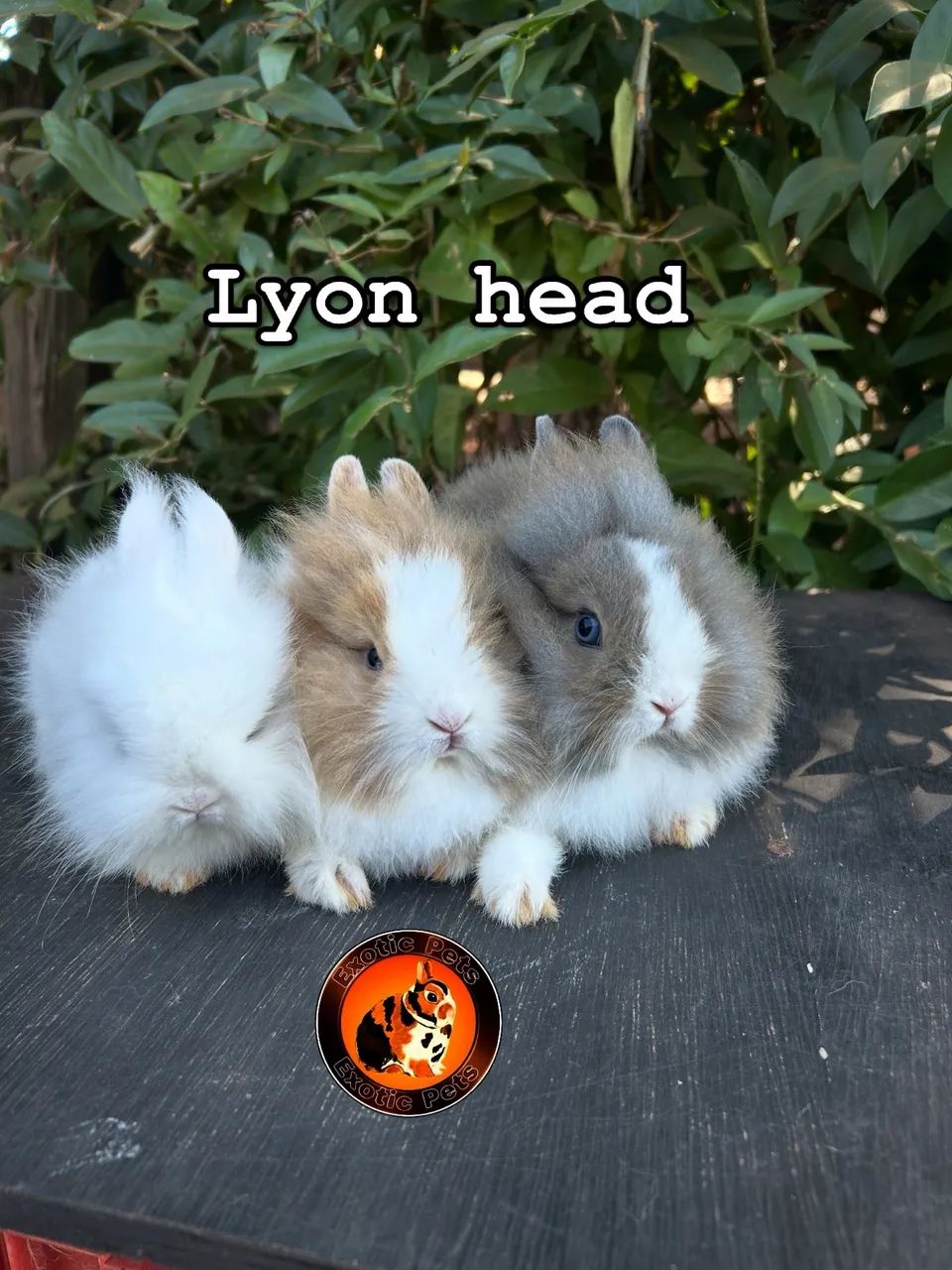 Lyon head - Foto 5