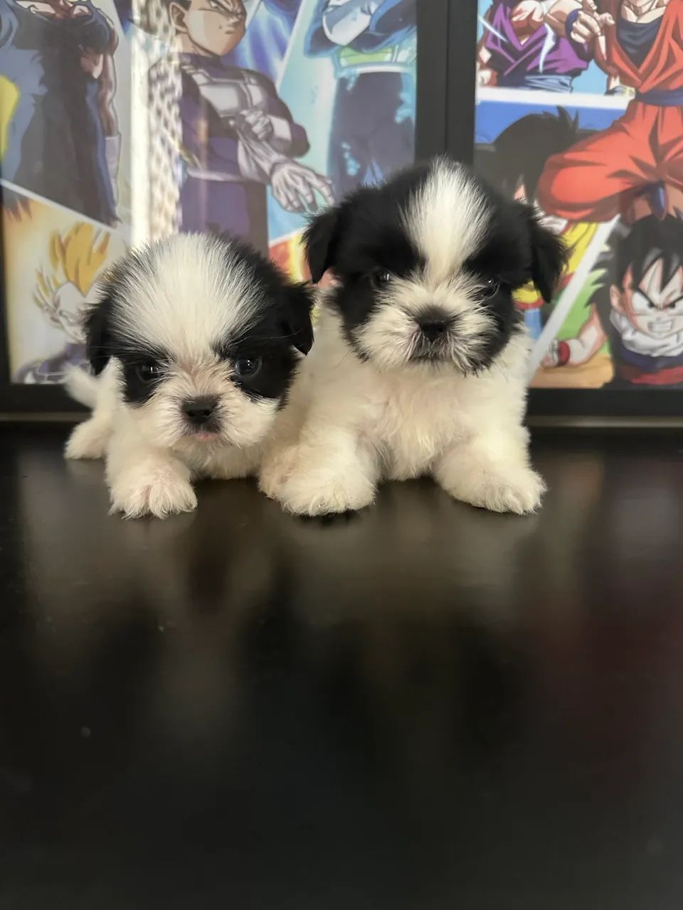 Shihtzu mini - Foto 3