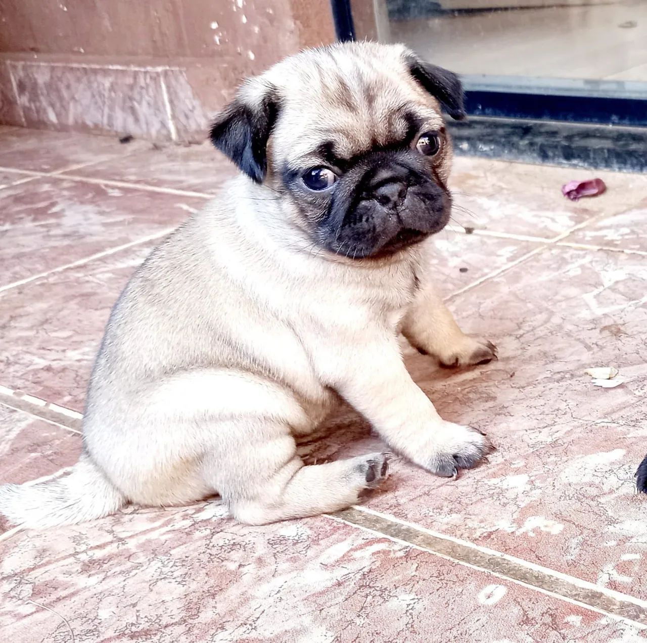 Vendo Pug  - Foto 5