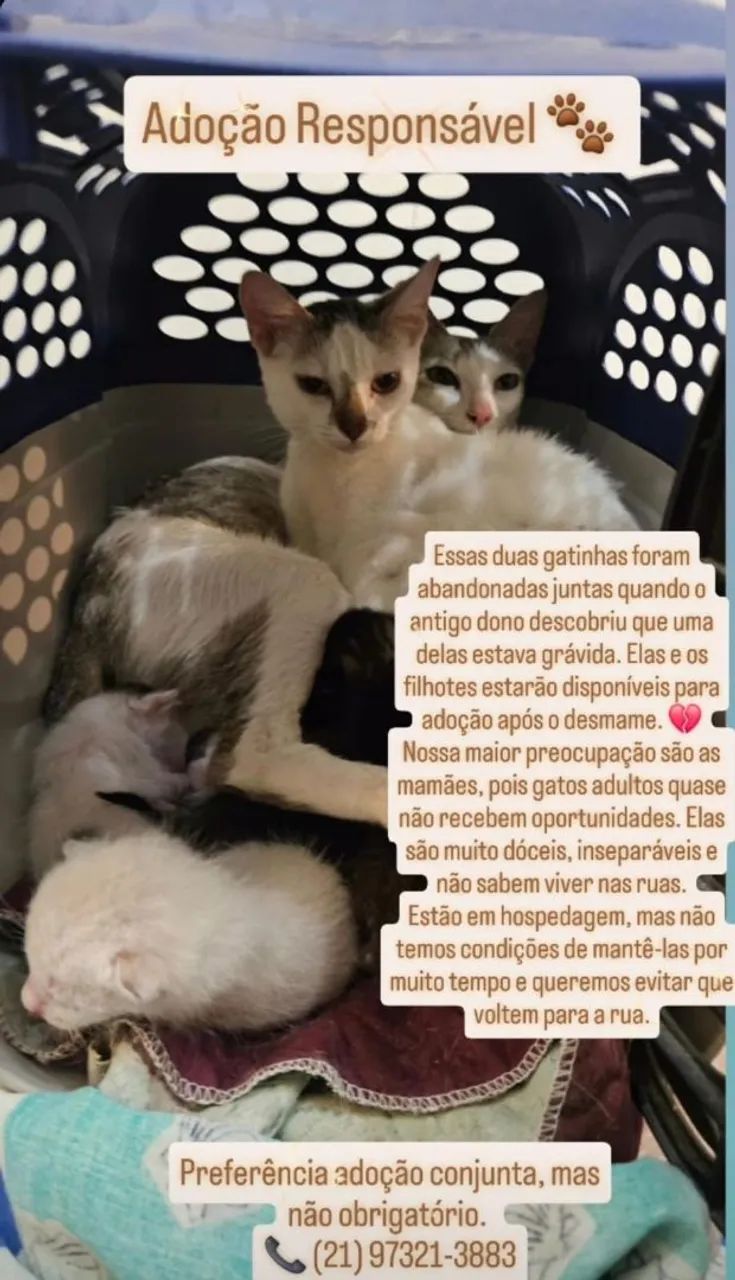 Gatinhas Para Doação - Foto 4