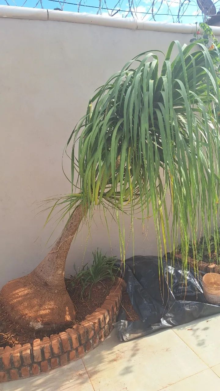 Pata de elefante 2m