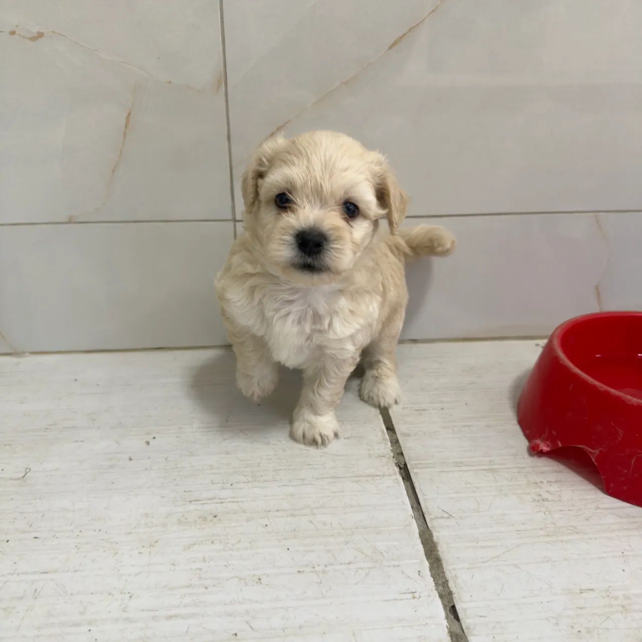 Filhotes de poodle - Foto 2