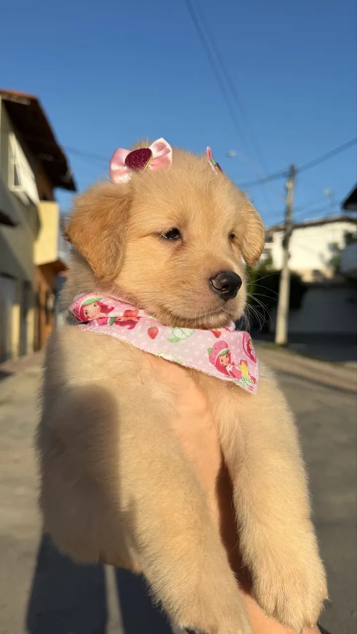 Golden Retriever/ Pronta Entrega  - Foto 3