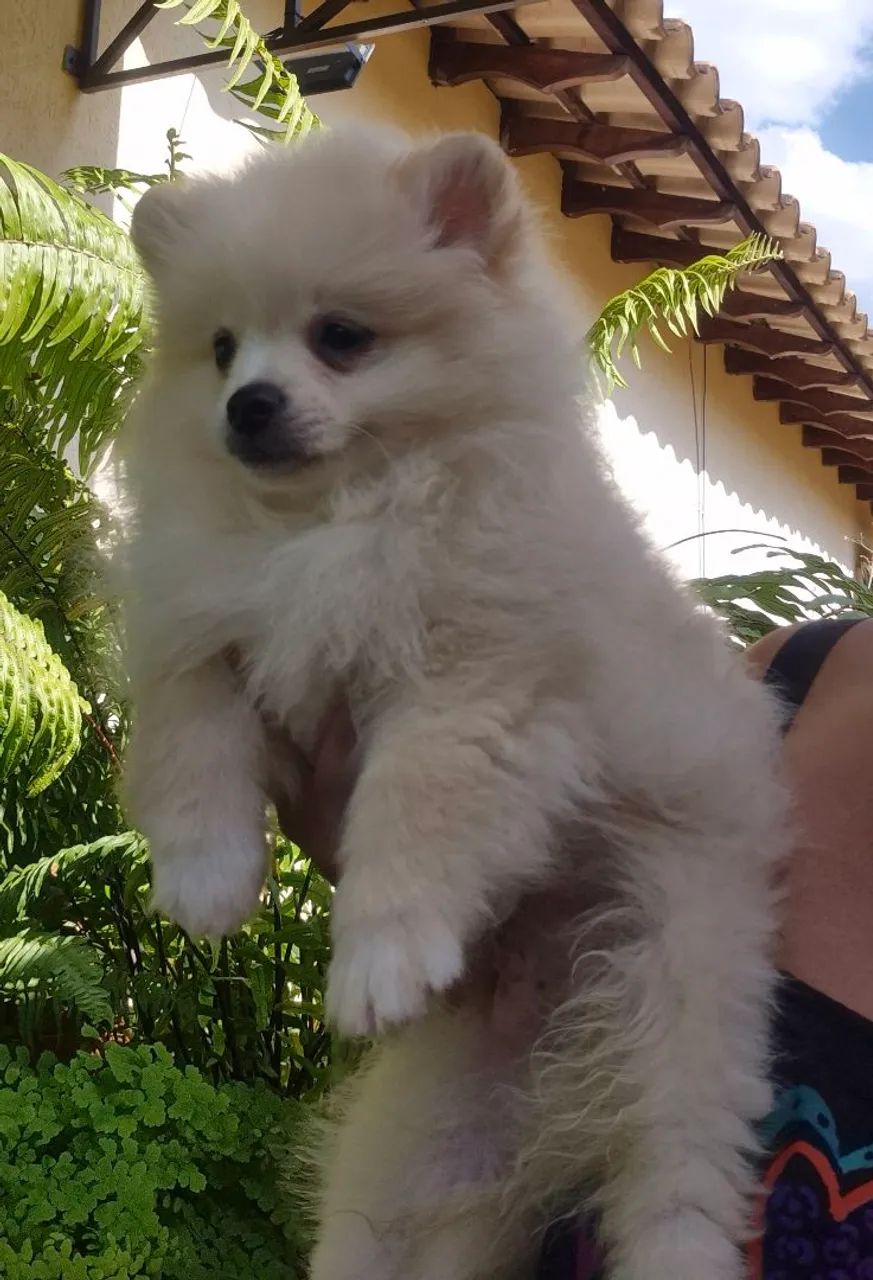 Spitz alemão macho  - Foto 2