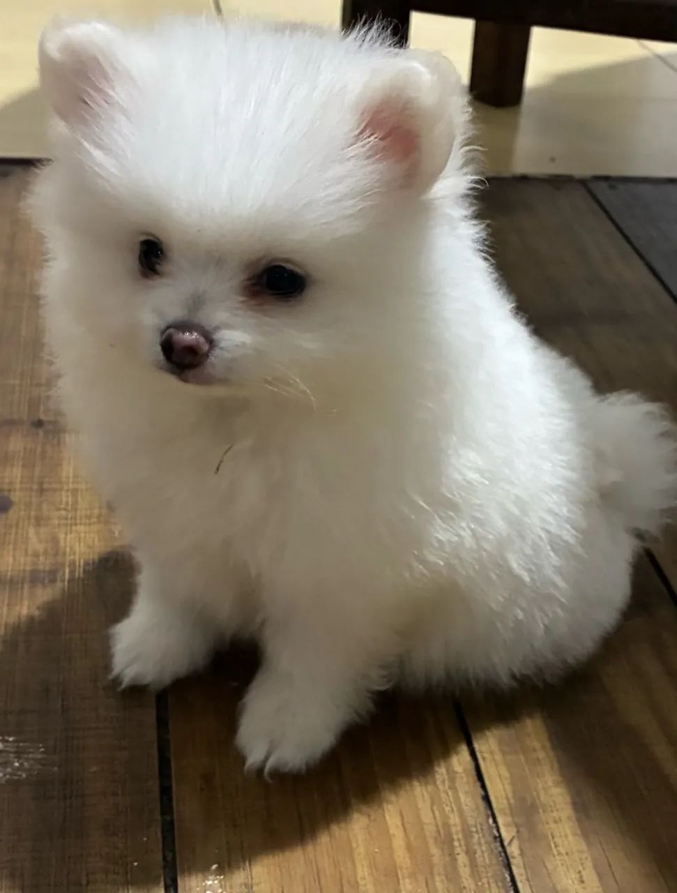 Pet  - Foto 2