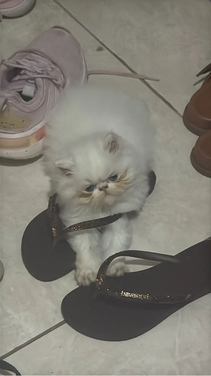 Gatinha persa - Foto 4