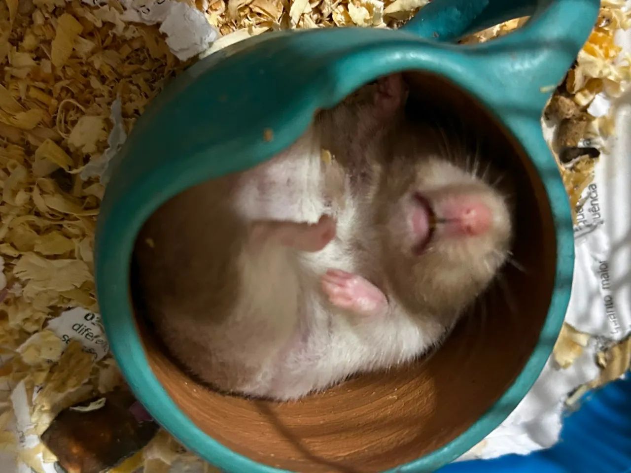 Hamster  - Foto 2