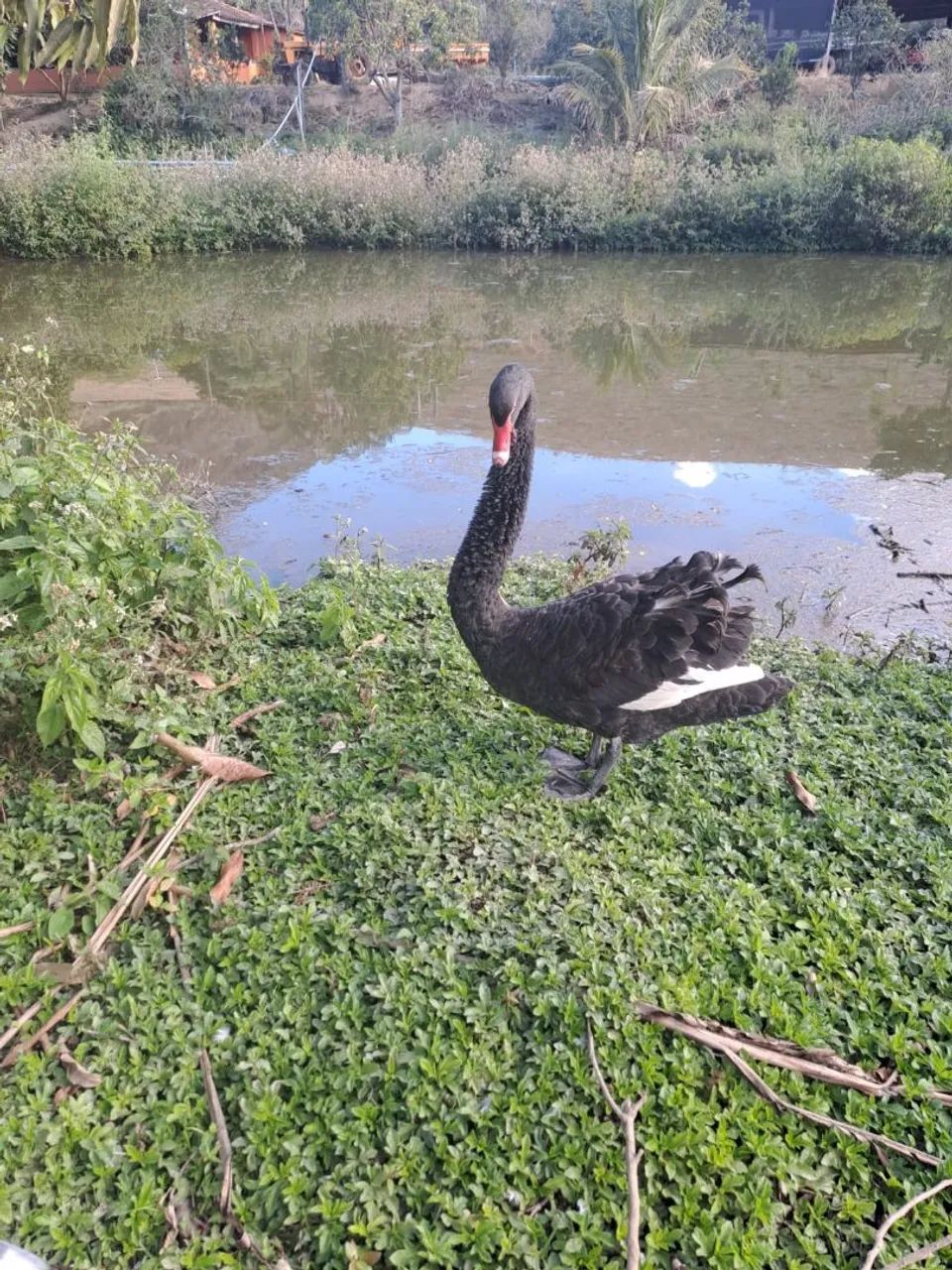 Cisne-Negro - Foto 4