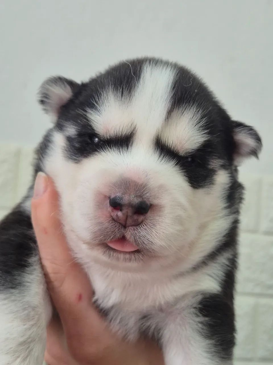 Husky wooly (casal) - Foto 2