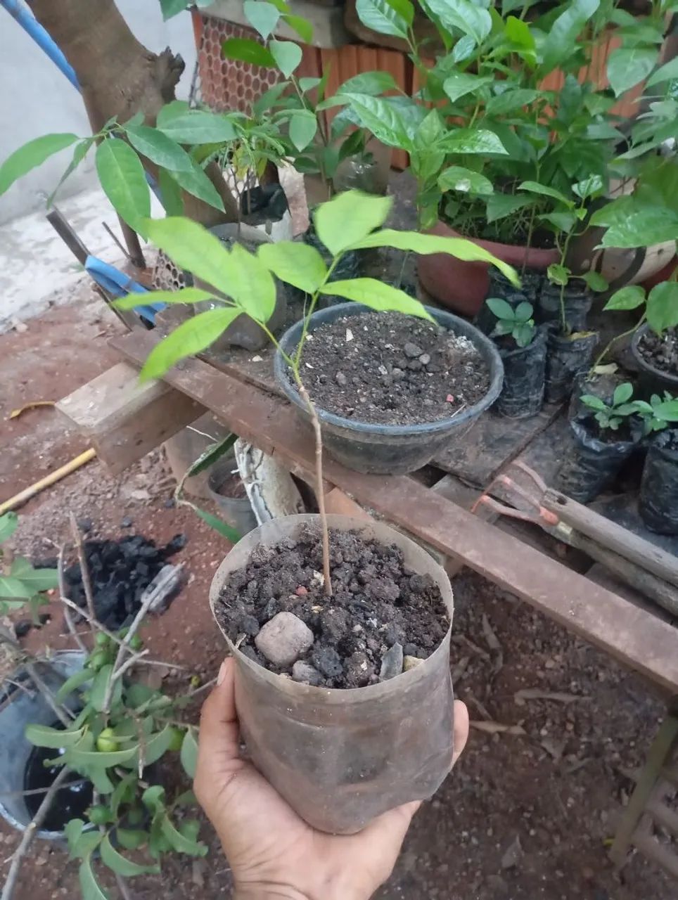 Mudas de plantas  - Foto 4
