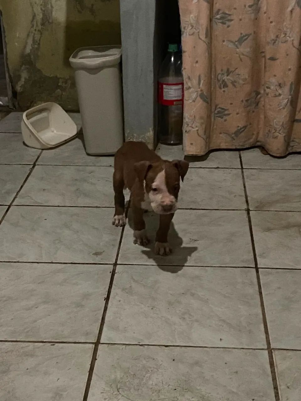 Pit monster 
