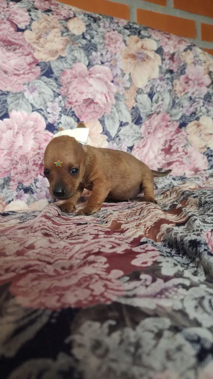 Pinscher zero 