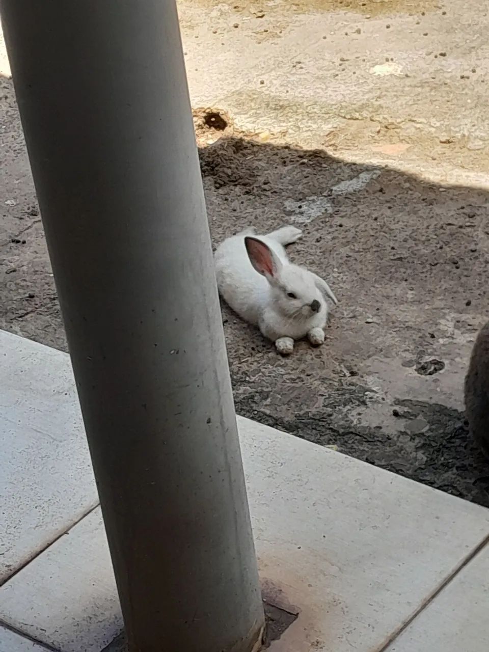 Vendo Coelhos tenho adultos e filhotes mini lop - Foto 3