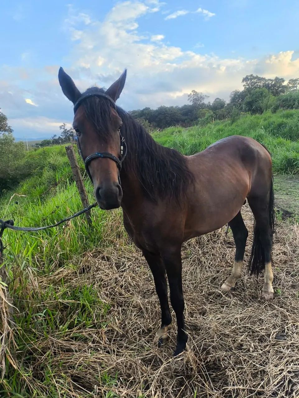 Cavalo mangalarga marchador  - Foto 5