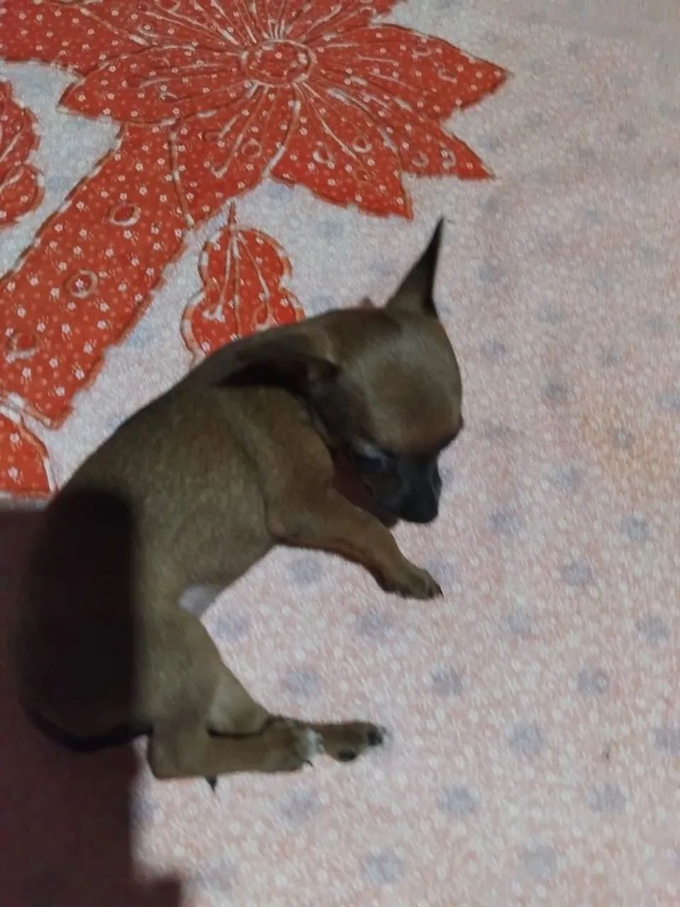 Pinscher 