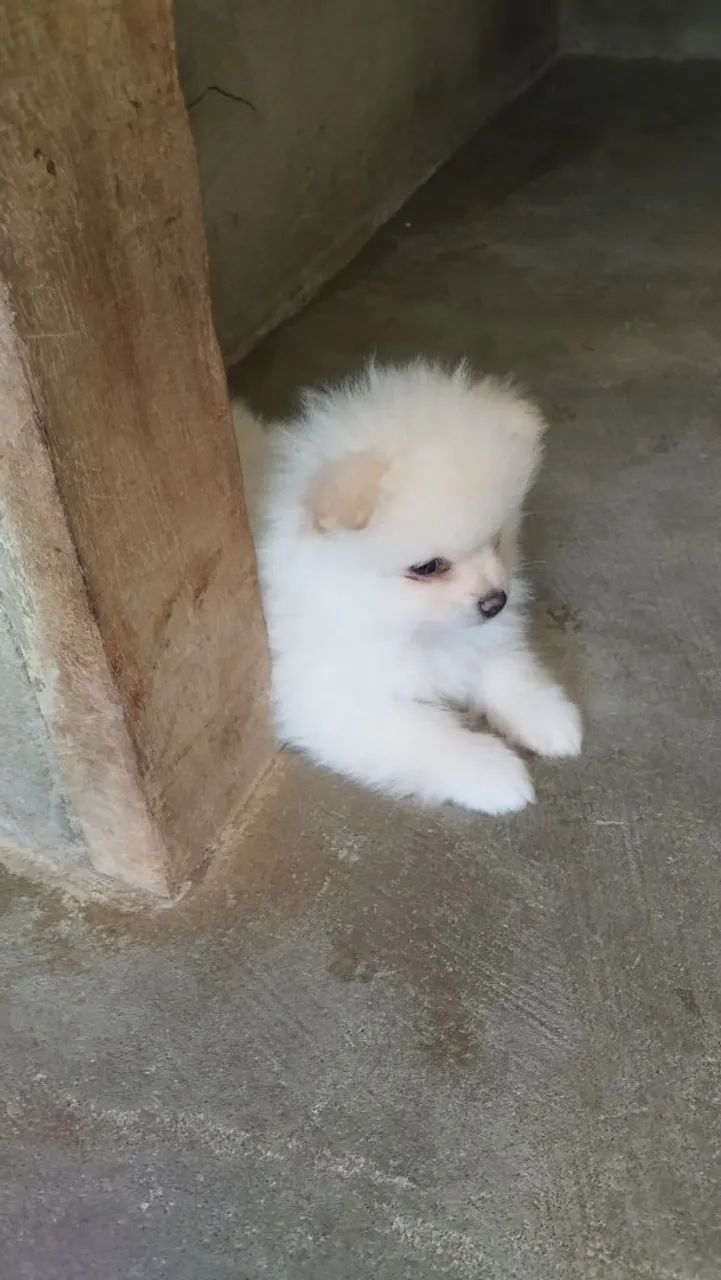 Cachorro Spitz  - Foto 2