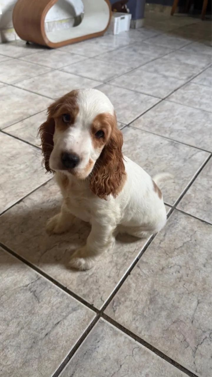 Cocker spaniel fêmea 