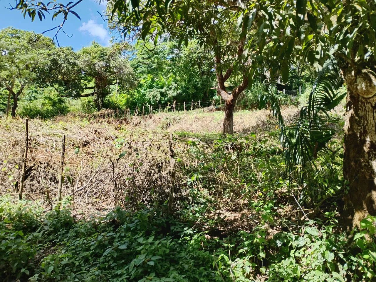 Terreno 1000m2 - Foto 3