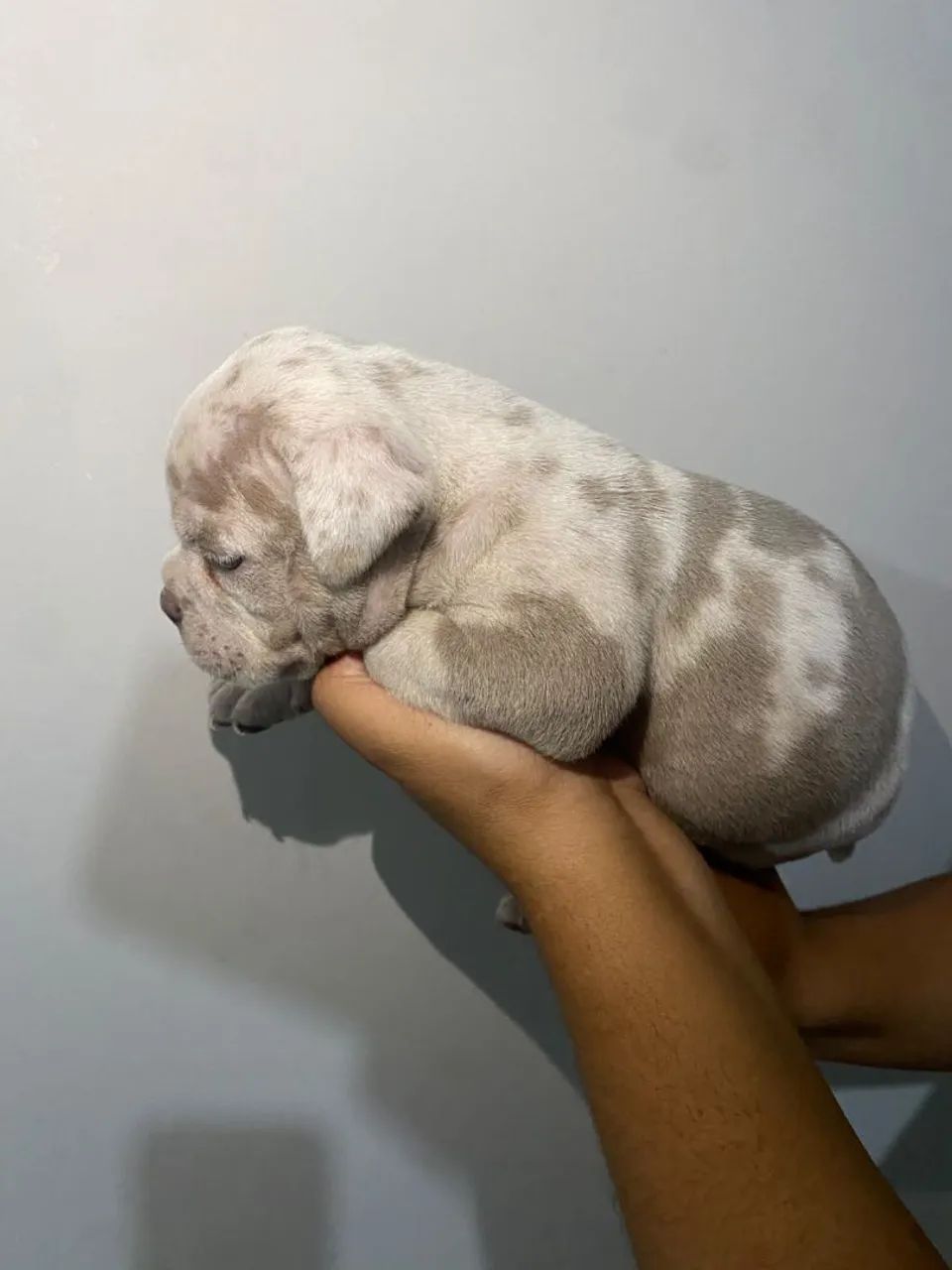 American Bully Micro - Foto 2