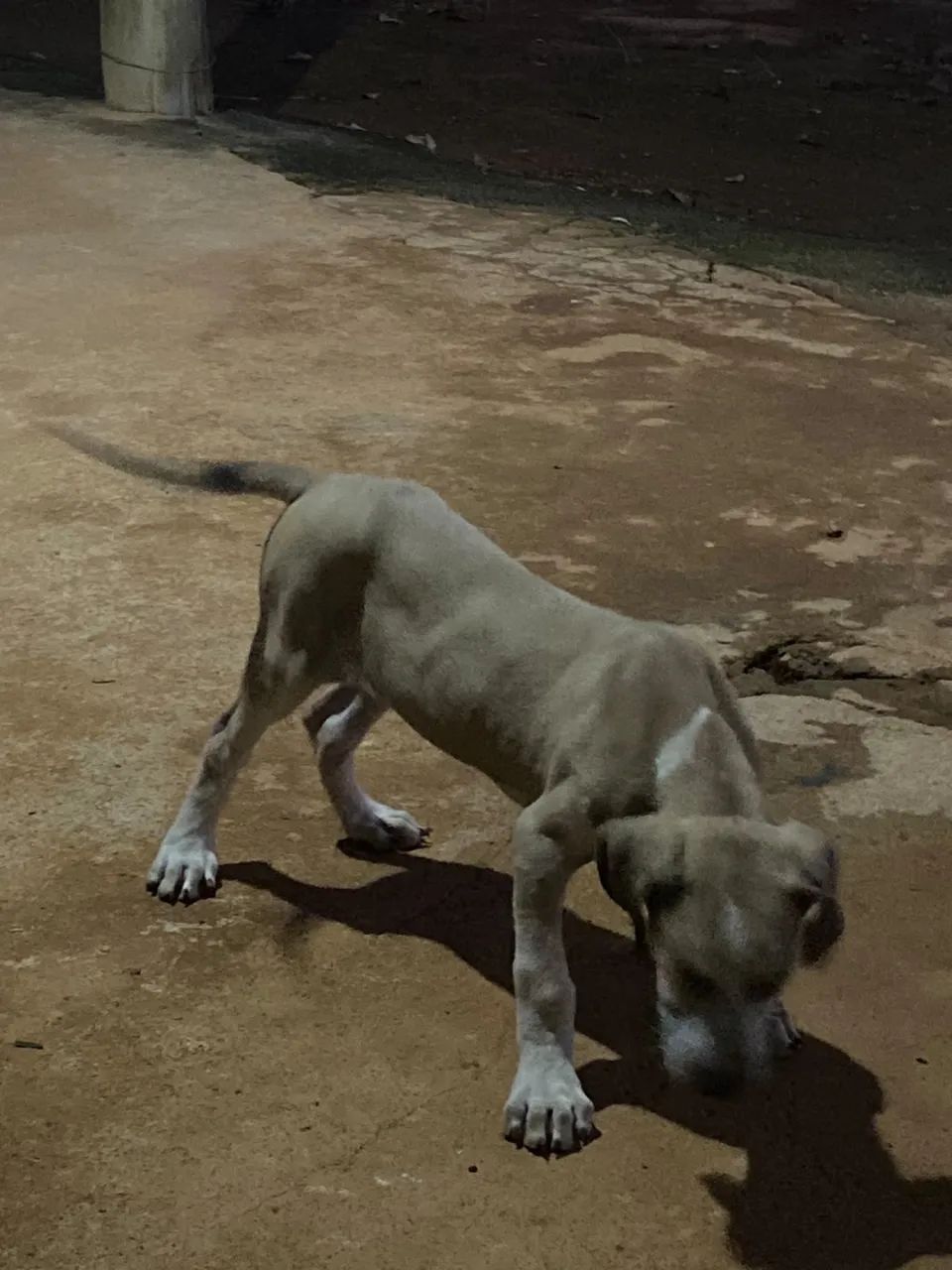 FILA BRASILEIRO  - Foto 4