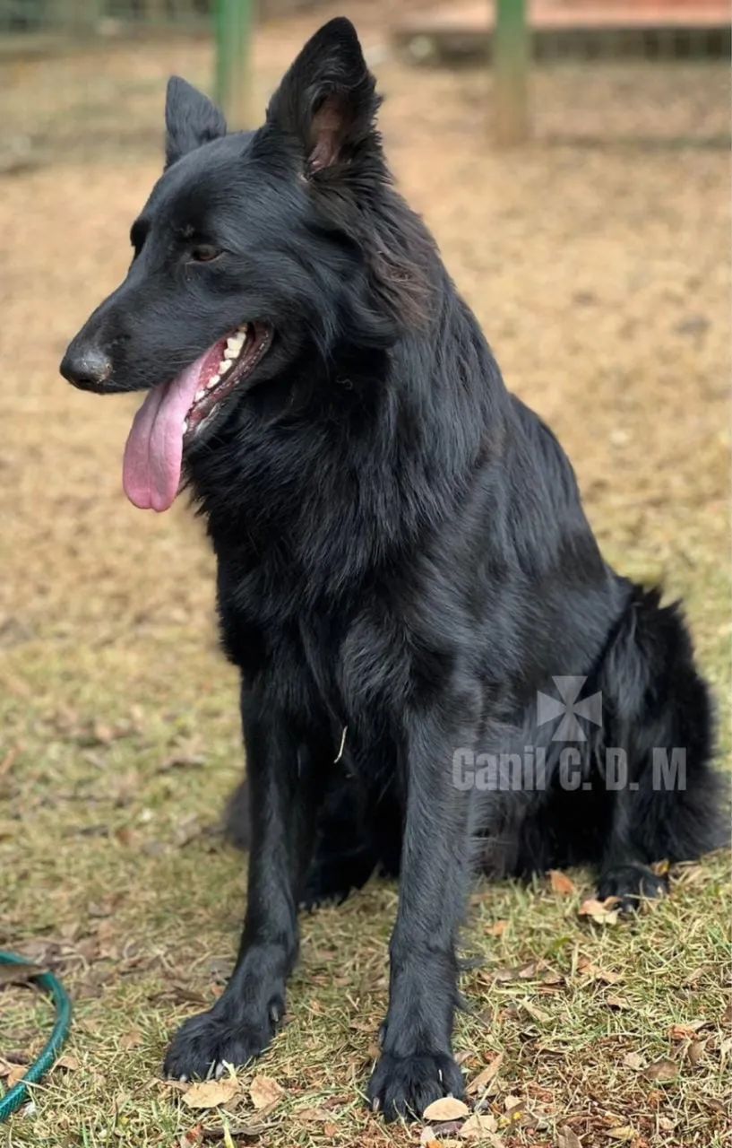 Lindos Filhotes de Pastor Belga de Groenendael - Foto 6
