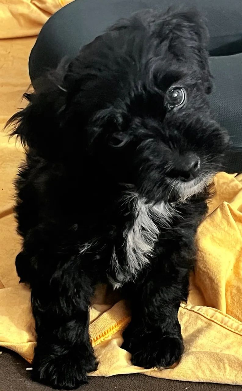 VILHOTE LHASA APSO - Foto 3