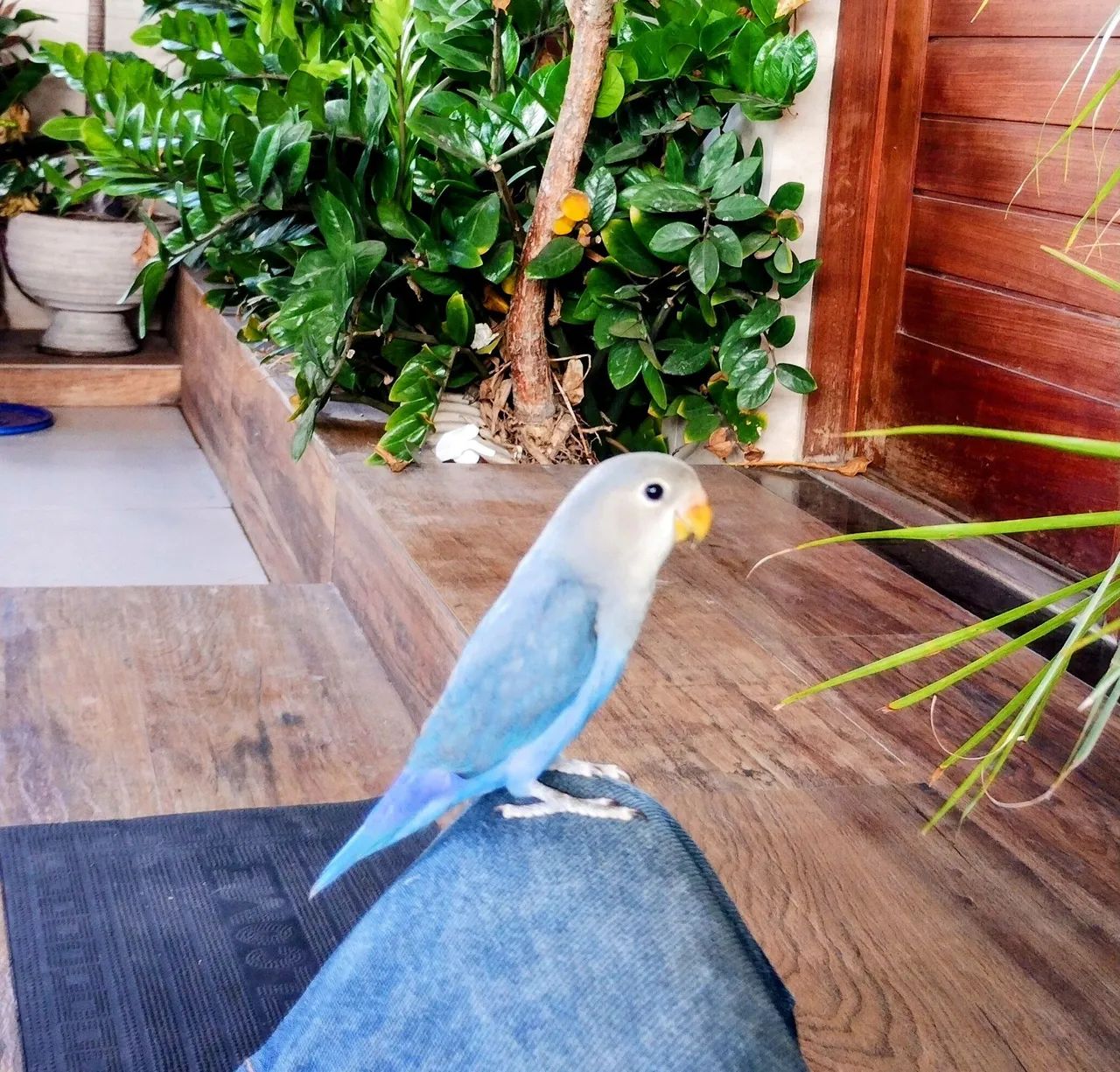 Um lindo presente para quem vc ama - Foto 4