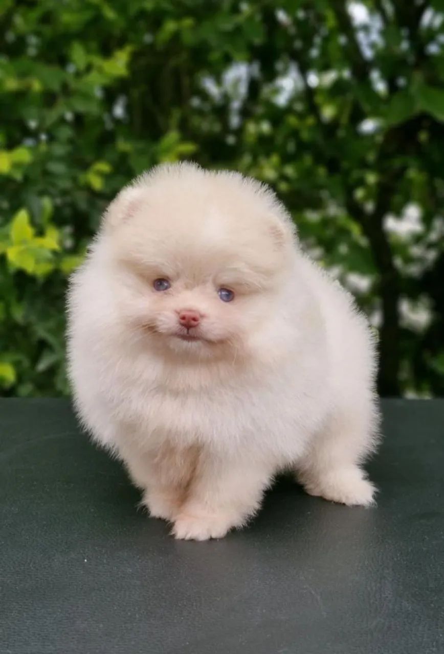 Fêmea Lulu da Pomerânia 