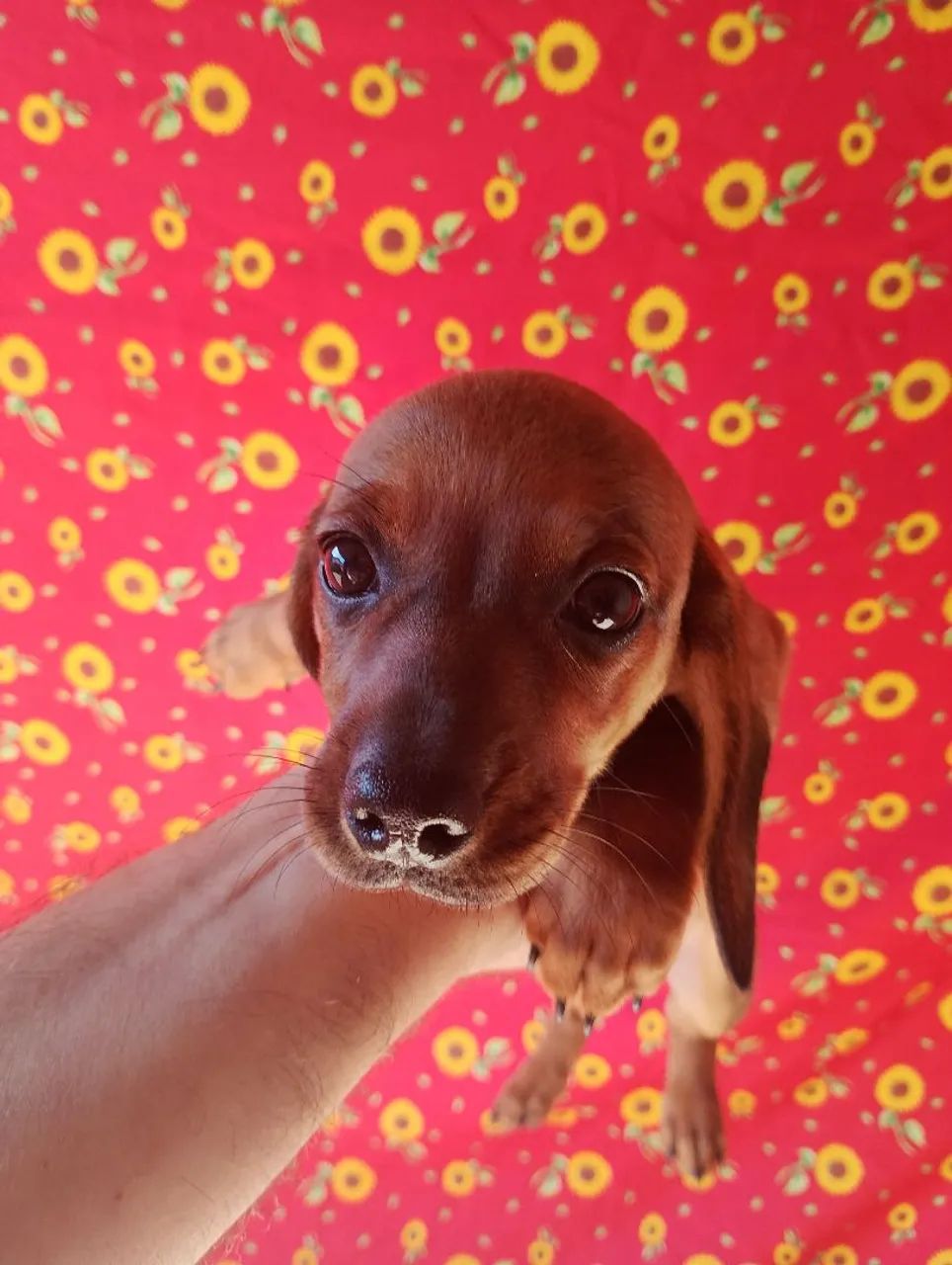 Dachshund femea - Foto 3