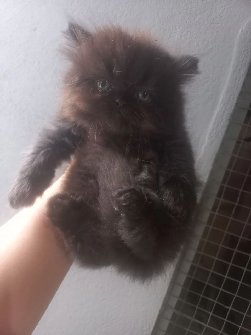 Vendo filhote de gato persa 65048974098306122