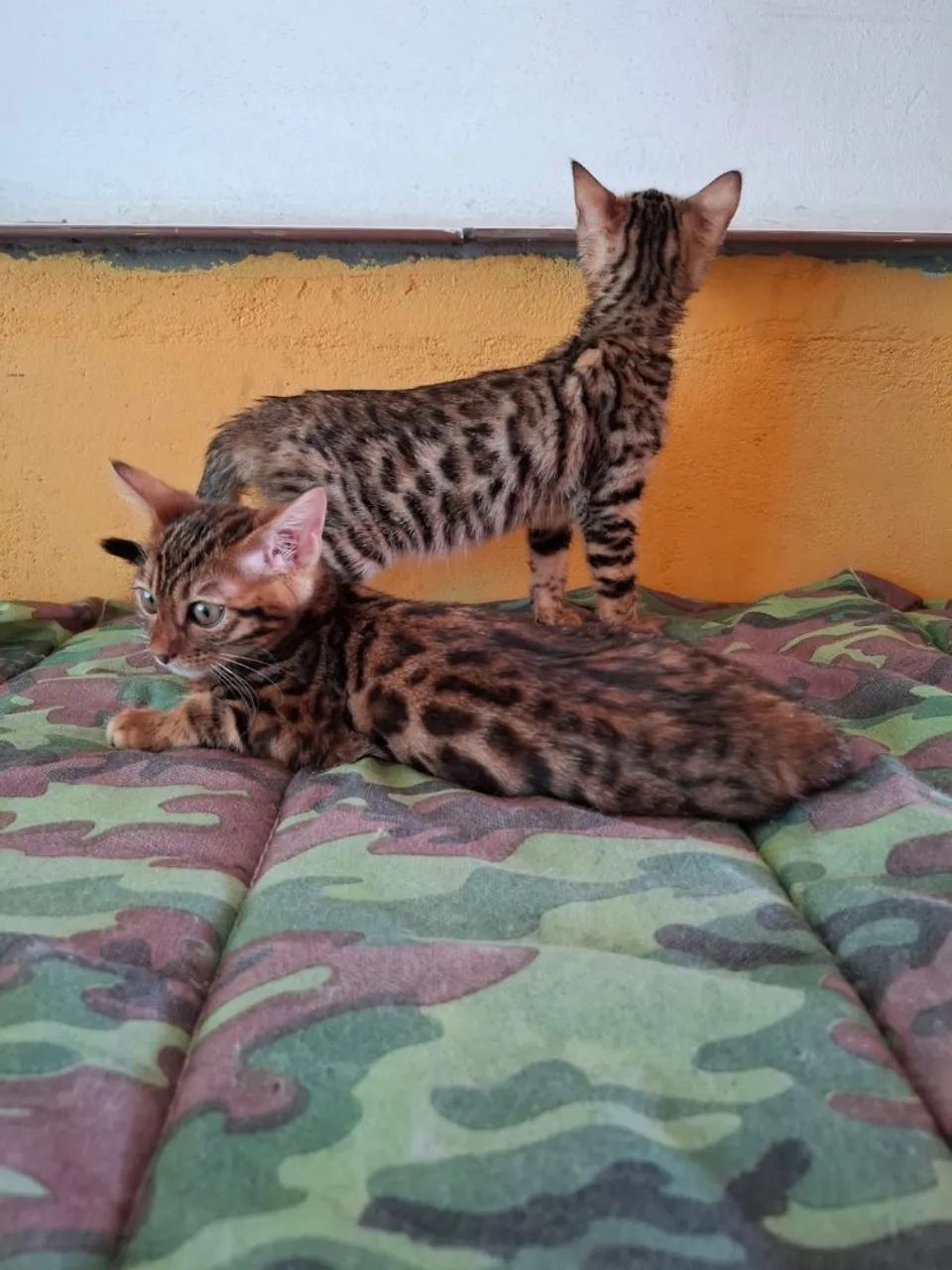 Bengal - Foto 5