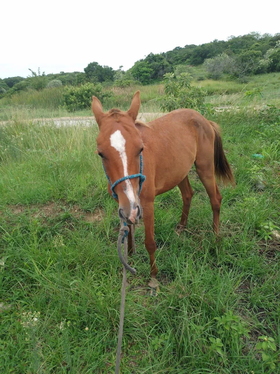 Vendo potro  - Foto 4