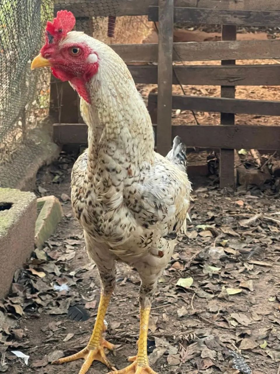Frango caipira - Foto 2