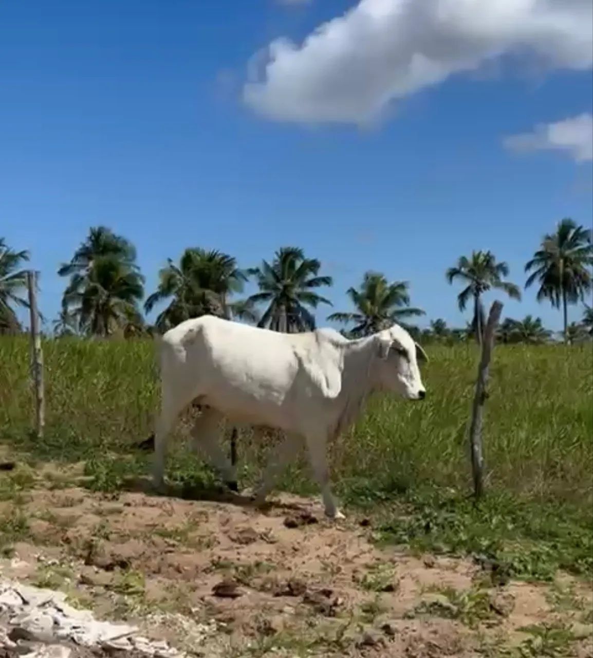 Vacas  - Foto 2