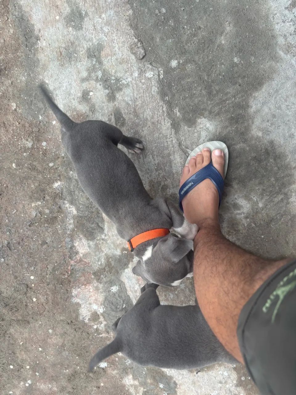 Filhotes de American Bully - Foto 3