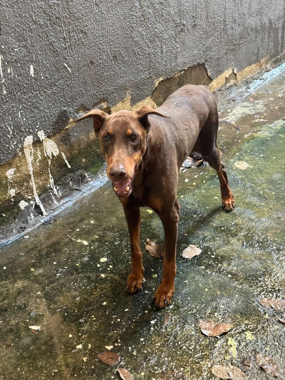 Dobermam - doação  - Foto 2